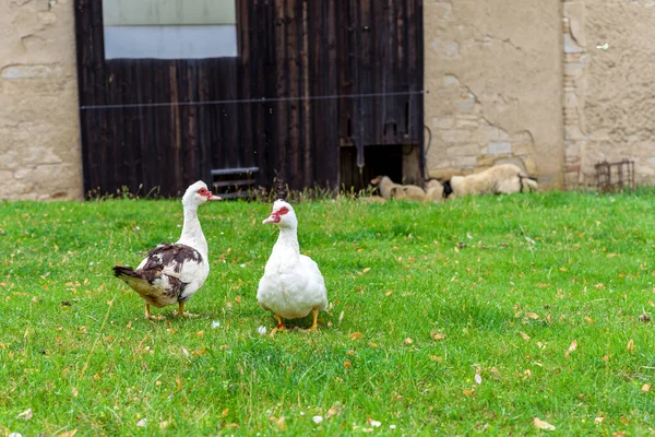 Gansos en un pasto en una granja en el pueblo — Foto de Stock