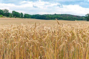 Kırsalda olgunlaşan buğday tarlaları