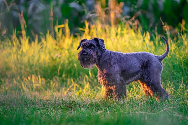 Honden wandelen door het bos bij zonsondergang — Stockfoto