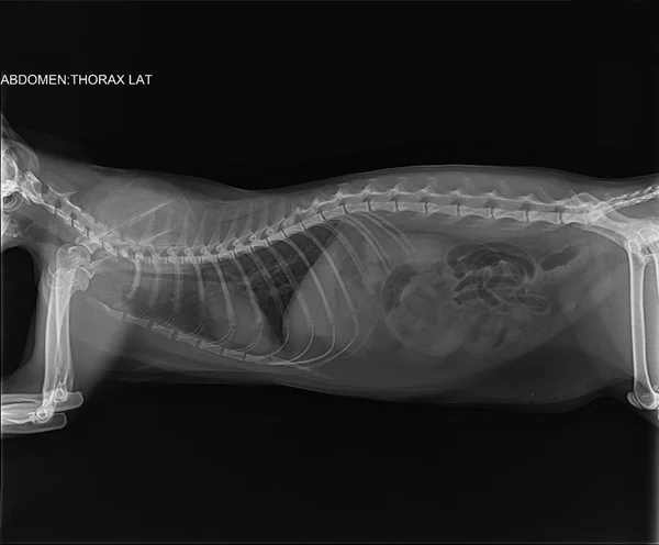 X-ışını bronşiyal astımı olan genç bir üç-yıl-yaşlı kedi. Bronş türü, interstitium değişiklik yapılmadan karartma. Trakea ikincil çöküşü nedeniyle trakea lümen Tekdüzen bir düşüş. Aşırı miktarda küçük İntörnlerin gaz