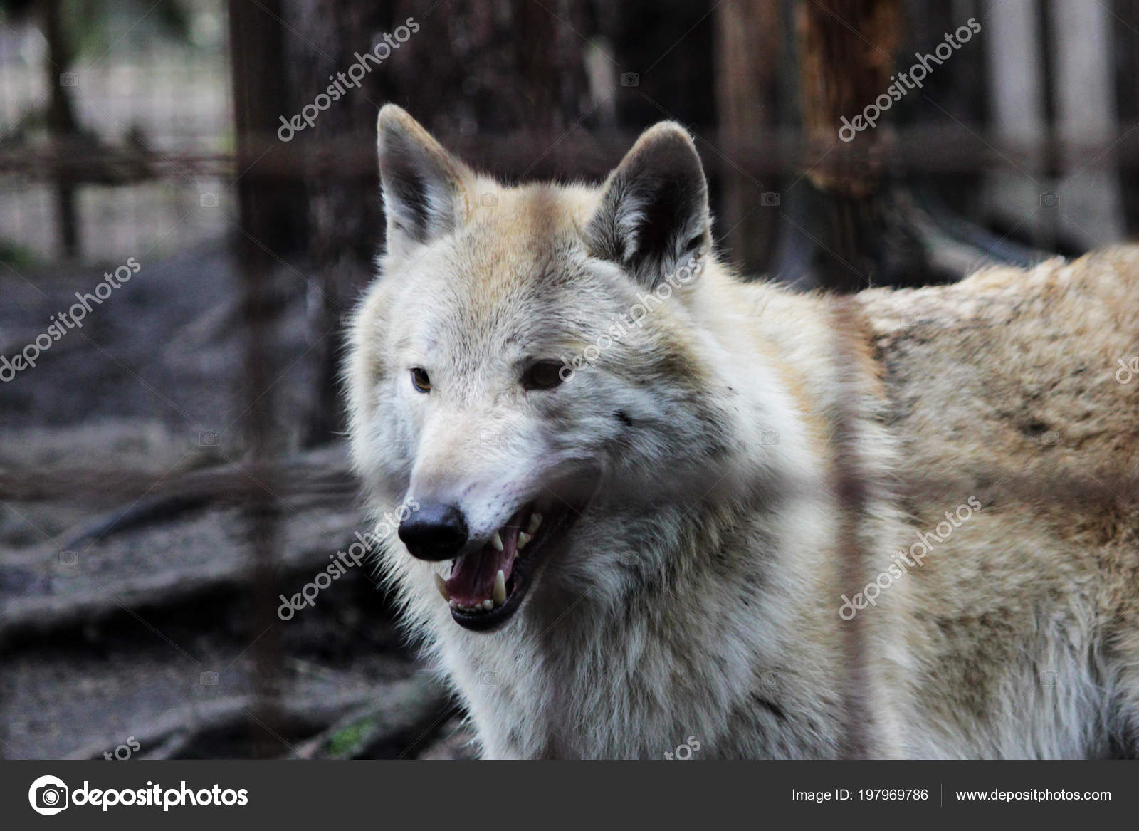 Loup Polaire Derrière Les Barreaux été Couleur Canis Lupus