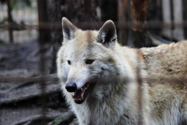 Kutup kurt parmaklıklar, yaz renk Canis lupus tundrarum arkasında. Kurtlar ve kurt-köpek melez üreme köpek kulübesi. Kurt barlar ile büyük bir muhafaza içinde.
