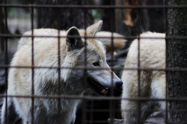 Kutup kurt parmaklıklar, yaz renk Canis lupus tundrarum arkasında. Kurtlar ve kurt-köpek melez üreme köpek kulübesi. Kurt barlar ile büyük bir muhafaza içinde. İki kardeş oynuyorlar.