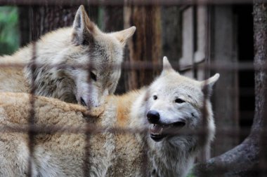Kutup kurt parmaklıklar, yaz renk Canis lupus tundrarum arkasında. Kurtlar ve kurt-köpek melez üreme köpek kulübesi. Kurt barlar ile büyük bir muhafaza içinde. İki kardeş oynuyorlar.