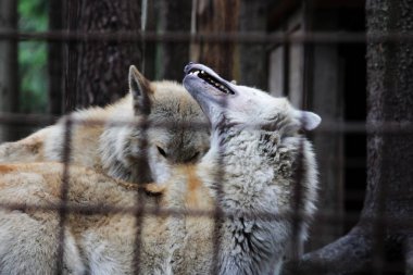 Kutup kurt parmaklıklar, yaz renk Canis lupus tundrarum arkasında. Kurtlar ve kurt-köpek melez üreme köpek kulübesi. Kurt barlar ile büyük bir muhafaza içinde. İki kardeş oynuyorlar.