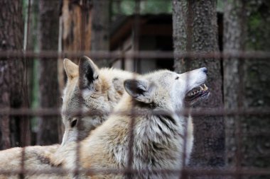 Kutup kurt parmaklıklar, yaz renk Canis lupus tundrarum arkasında. Kurtlar ve kurt-köpek melez üreme köpek kulübesi. Kurt barlar ile büyük bir muhafaza içinde. İki kardeş oynuyorlar.