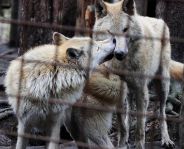 Kutup kurt parmaklıklar, yaz renk Canis lupus tundrarum arkasında. Kurtlar ve kurt-köpek melez üreme köpek kulübesi. Kurt barlar ile büyük bir muhafaza içinde. İki kardeş oynuyorlar.