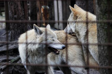 Kutup kurt parmaklıklar, yaz renk Canis lupus tundrarum arkasında. Kurtlar ve kurt-köpek melez üreme köpek kulübesi. Kurt barlar ile büyük bir muhafaza içinde. İki kardeş oynuyorlar.