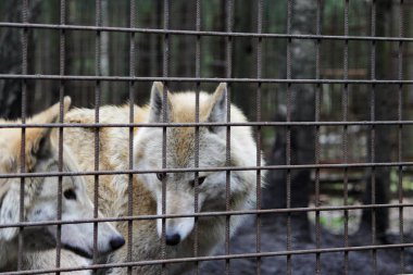 Kutup kurt parmaklıklar, yaz renk Canis lupus tundrarum arkasında. Kurtlar ve kurt-köpek melez üreme köpek kulübesi. Kurt barlar ile büyük bir muhafaza içinde. İki kardeş oynuyorlar.