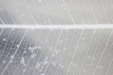 Makro yapısı beyaz hassas ficus Ficus benjamina yaprak Iskeletlenmiş.