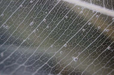 Makro yapısı beyaz hassas ficus Ficus benjamina su ve hava kabarcıkları yaprak Iskeletlenmiş.