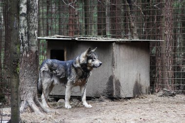 bir kurdu Canis lupus tundrarum ve bir Alaska Malamute arasında çapraz. Kurtlar ve kurt-köpek melez üreme köpek kulübesi.