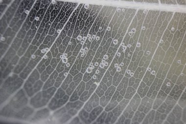 Makro yapısı beyaz hassas ficus Ficus benjamina su ve hava kabarcıkları yaprak Iskeletlenmiş.