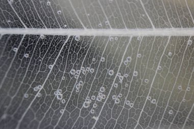 Makro yapısı beyaz hassas ficus Ficus benjamina su ve hava kabarcıkları yaprak Iskeletlenmiş.