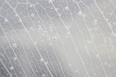 Makro yapısı beyaz hassas ficus Ficus benjamina su ve hava kabarcıkları yaprak Iskeletlenmiş.