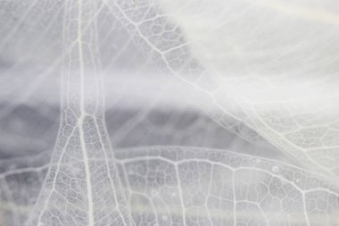 Makro yapısı beyaz hassas ficus Ficus benjamina su ve hava kabarcıkları yaprak Iskeletlenmiş.