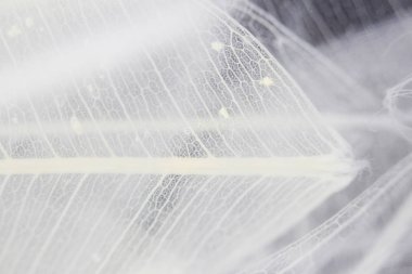 Makro yapısı beyaz hassas ficus Ficus benjamina su ve hava kabarcıkları yaprak Iskeletlenmiş.