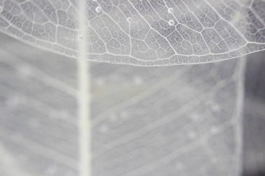 Makro yapısı beyaz hassas ficus Ficus benjamina su ve hava kabarcıkları yaprak Iskeletlenmiş.