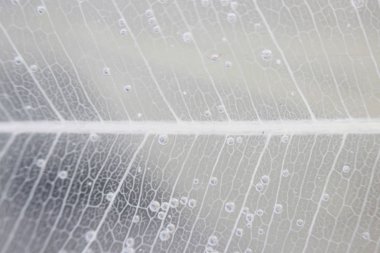 Makro yapısı beyaz hassas ficus Ficus benjamina su ve hava kabarcıkları yaprak Iskeletlenmiş.