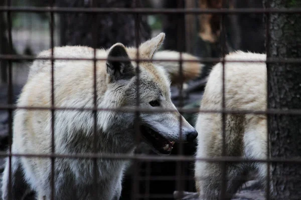 Kutup kurt parmaklıklar, yaz renk Canis lupus tundrarum arkasında. Kurtlar ve kurt-köpek melez üreme köpek kulübesi. Kurt barlar ile büyük bir muhafaza içinde. İki kardeş oynuyorlar.
