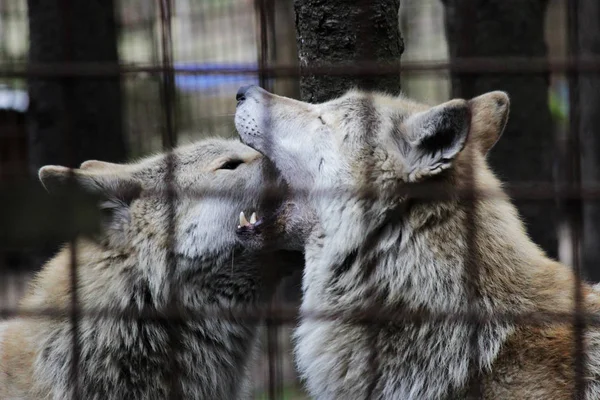 Полярний Вовк Гратами Влітку Кольору Canis Lupus Tundrarum Розведення Розплідник — стокове фото