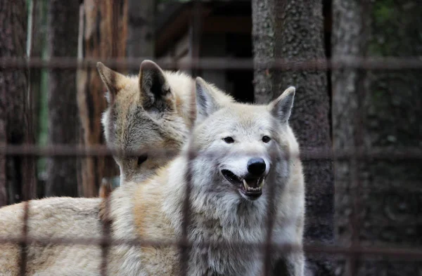 Lobo Polar Tras Las Rejas Color Verano Canis Lupus Tundrarum — Foto de Stock