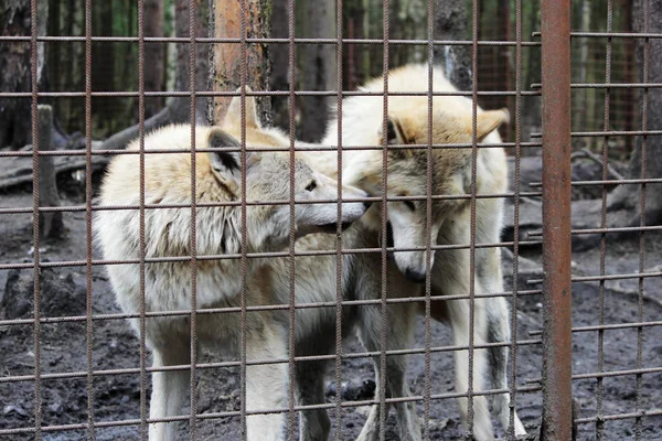 Polarwolf Hinter Gittern Sommerfärbung Canis Lupus Tundrarum Zuchtstätte Für Wölfe — Stockfoto