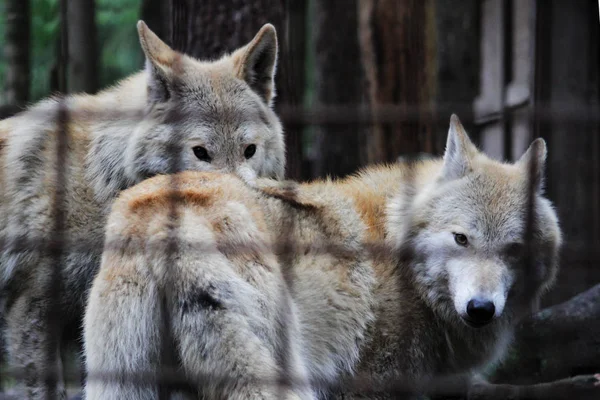 Polar Wolf Bakom Galler Sommar Färg Canis Lupus Tundrarum Avel — Stockfoto