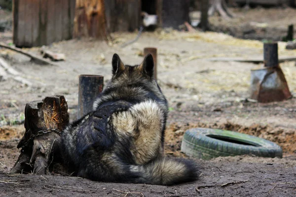 Kreuzung Zwischen Einem Wolfcanis Lupus Tundrarum Und Einem Alaska Malamute — Stockfoto