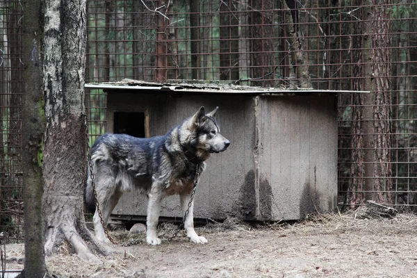 Kreuzung Zwischen Einem Wolfcanis Lupus Tundrarum Und Einem Alaska Malamute — Stockfoto