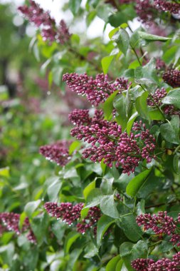 Düzinelerce kapalı mor leylak tomurcukları kümeler halinde gruplandı ve yağmur suyu damlacıkları ile damlama. Yağmurda mor unblown leylak bir dalı