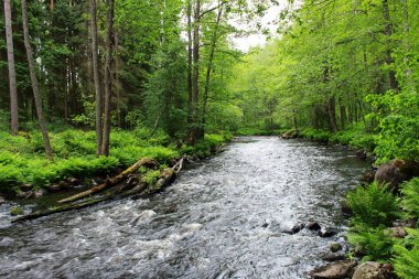bir orman sakin Volchya nehir rezerv bölgesinde yaz aylarında karışık bir ormanda. Leningrad Region, Rusya Federasyonu