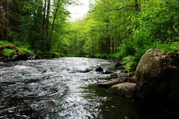 bir orman sakin Volchya nehir rezerv bölgesinde yaz aylarında karışık bir ormanda. Leningrad Region, Rusya Federasyonu