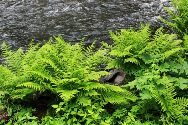 Ein Wald Ruhigen Woltschya Fluss Einem Mischwald Sommer Auf Dem — Stockfoto