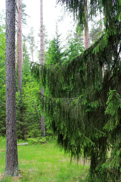 Dwie Grube Gałęzie Świerk Stare Jodły Rezerwie Leningrad Region Federacja — Zdjęcie stockowe