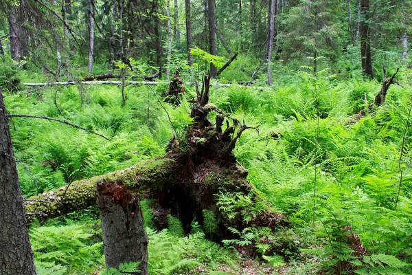 Foresta Selvatica Nella Riserva Ricoperta Boscaglie Felci Ricoperto Muschio Albero — Foto Stock