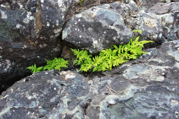 Small leaves of the fern break through the stones in the place of the extinct volcano Girvas. Karelia, Russia. concept of life and perseverance.