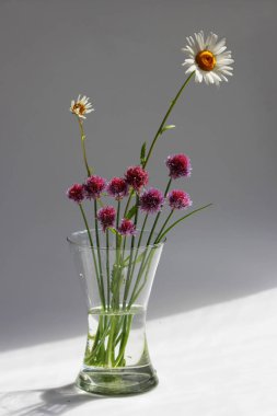Birkaç dal vahşi frenk soğanı soğan Allium schoenoprasum ve gri arka plan üzerinde cam vazoda papatya
