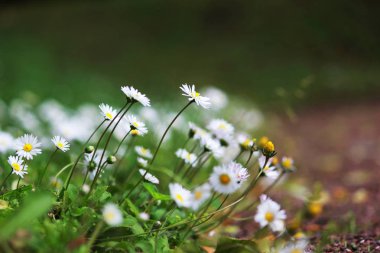 birçok küçük beyaz papatya Gatchina Park çimenli yamaçta büyümek. Rusya