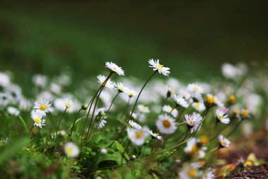 birçok küçük beyaz papatya Gatchina Park çimenli yamaçta büyümek. Rusya