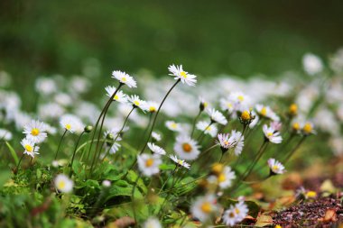 birçok küçük beyaz papatya Gatchina Park çimenli yamaçta büyümek. Rusya