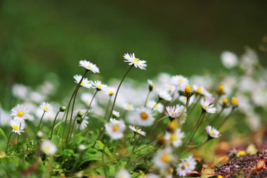 birçok küçük beyaz papatya Gatchina Park çimenli yamaçta büyümek. Rusya