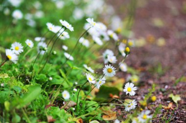 birçok küçük beyaz papatya Gatchina Park çimenli yamaçta büyümek. Rusya