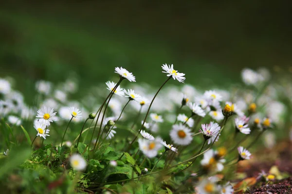 birçok küçük beyaz papatya Gatchina Park çimenli yamaçta büyümek. Rusya