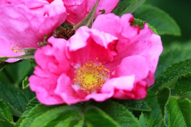 Şehirdeki ev yakınındaki bir bush çiçekleri üzerinde küçük pembe bahçe Rosa canina