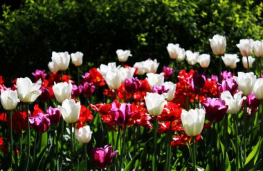 Kırmızı, mor ve Beyaz Laleler bir Gatchina parkta bir çiçek yatağı üzerinde büyümek.