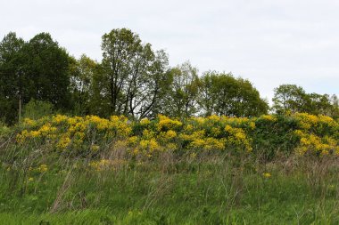 Yolun yakınında terkedilmiş bir arazi parçası üzerinde sarı bir tecavüz çiçeği Brassica türkcesi büyümesi. Rusya