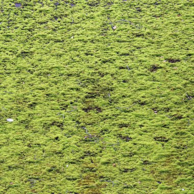 güzel yeşil yosun ile büyümüş evin çatısında kahverengi esnek döşeme. Yumuşak çatı, çatı kiremitleri. Esnek Zona. Çatı döşeme doku. Esnek, yumuşak, bitümlü, kompozit.
