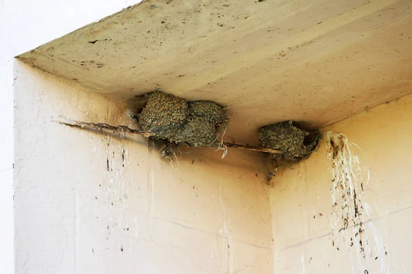 Nests Swallows Deepening Multi Storey Building City — Stock Photo, Image
