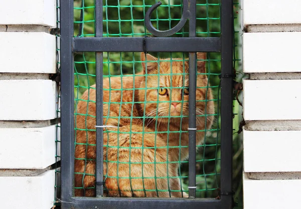 Chat Généalogique Rouge Tourné Regarde Prudemment Travers Une Clôture Une — Photo